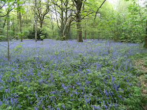 DSCF0793.JPG Kings Wood
