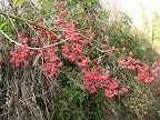 DSCF2700.JPG Spindle