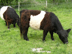 DSCF0817.JPG Belted Galloways near Coombedown Hanger