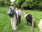 DSCF0818.JPG Belted Galloways near Coombedown Hanger