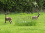 1005120044.JPG Roe deer