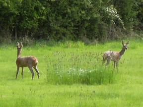 1005120044.JPG Roe deer