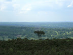 1006120049.JPG The Lone Pine, Ashdown Forest