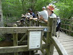 1006120060.JPG Pooh Bridge, Ashdown Forest