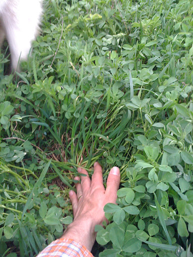 any ideas for converting to rotational grazing? - Cattle