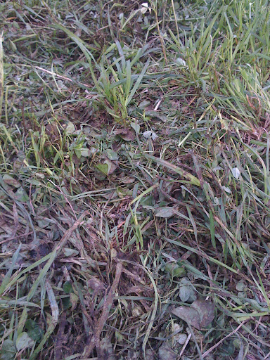 any ideas for converting to rotational grazing? - Cattle