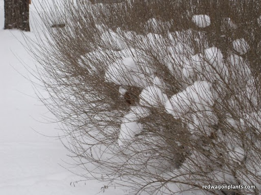 Salix nana in winter