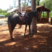 EncontroCavaleiros_070.jpg