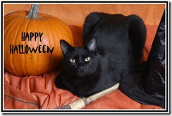 SPCA issues Halloween safety tips for cats