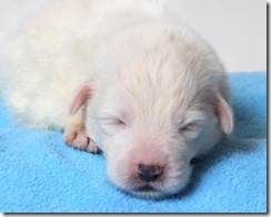 Help pass laws that protect pets in Texas