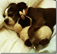 February 17th is Texas Humane Lobby Day