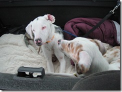 Molly & Jack – a badly overdue update