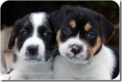 $10/$20 Spay/Neuter surgeries now available for select Dallas residents