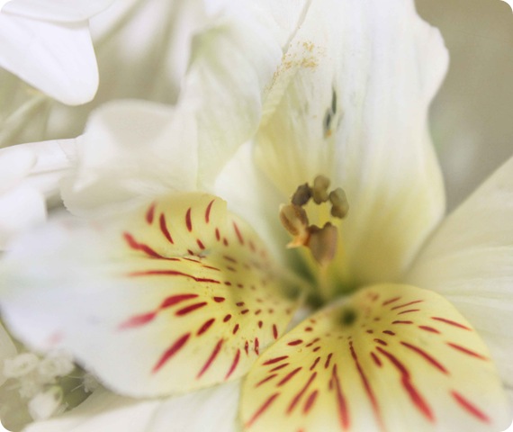closeup white2 copy closeup white2 copy