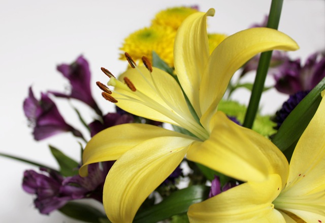 [yellow-lily[19].jpg]