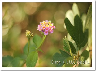 lantana-shady lantana-shady