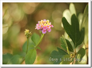 lantana-shady