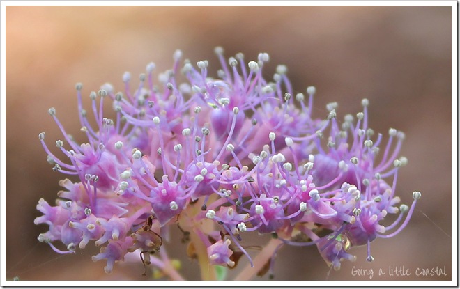 hydrangea2