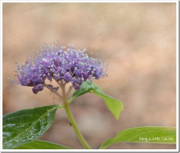 hydrangea3