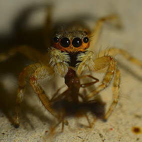 by Eko Janu - Animals Insects & Spiders