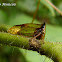 Buffalo Treehopper