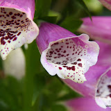  &ndash; Flowers