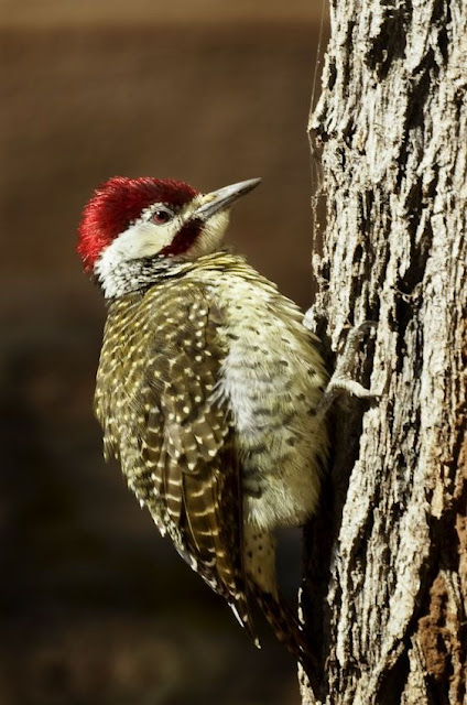 the bennett s woodpecker p a photography photoblog the bennett s woodpecker p a photography photoblog