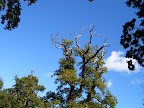 old_tree_2.JPG 