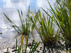 reeds_in_lake.JPG 