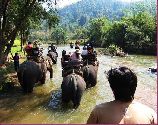 mae taeng elephant park elephant ride