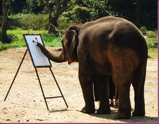elephant drawing at mae taeng elephant park