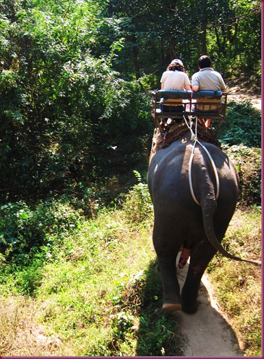 mae taeng elephant park elephant ride