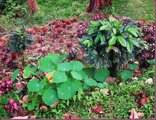 doi kham coffee plant