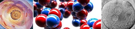 El envejecimiento de los mam&iacute;feros est&aacute; determinado por los diversos cambios bioqu&iacute;micos que se producen en sus c&eacute;lulas