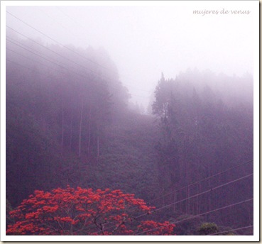 mujeresdevenus%gris