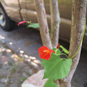 Red Morning Glory