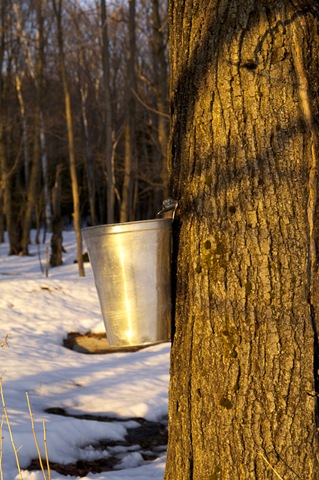 [maple10[2].jpg]