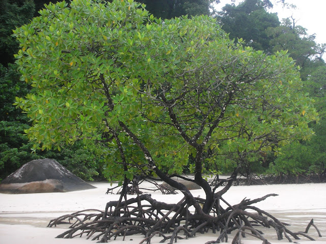 DSCN4874.JPG