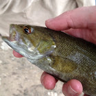 Smallmouth Bass