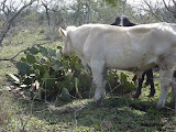 P1050021.JPG