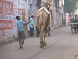 P1000583.JPG