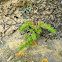 Crassula alata