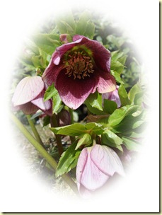 Garten 0141