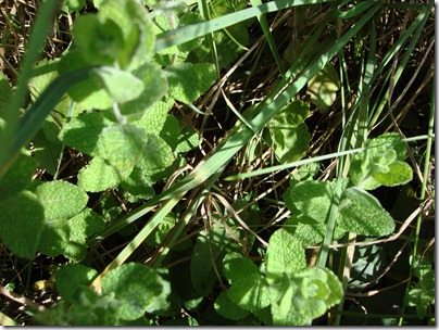 Beeren 013