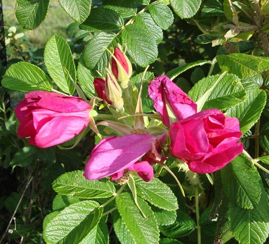 [Beeren 004[2].jpg]