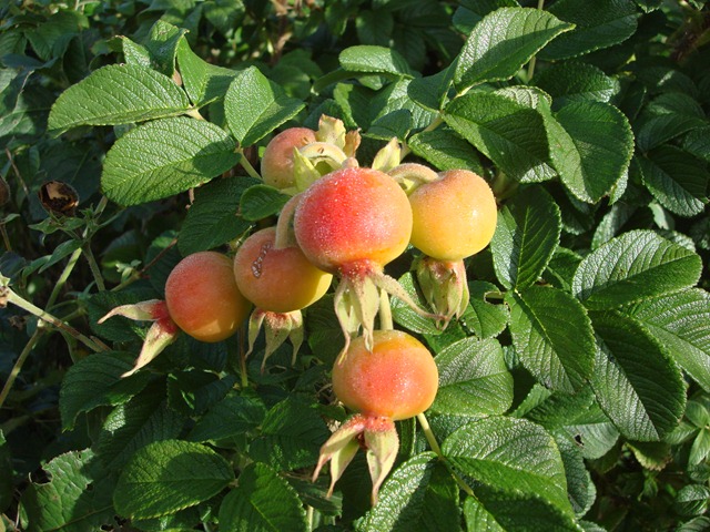[Beeren 001[2].jpg]