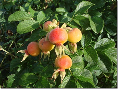 Beeren 001