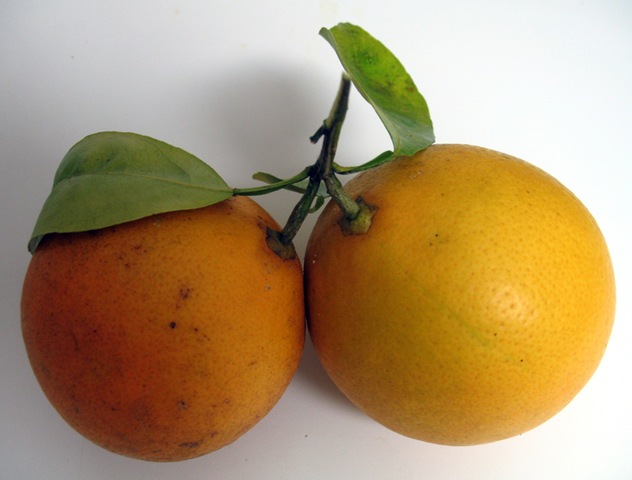 [2-4 Fresh oranges[3].jpg]
