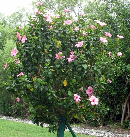 [4-16 Dan's hibiscus[3].jpg]