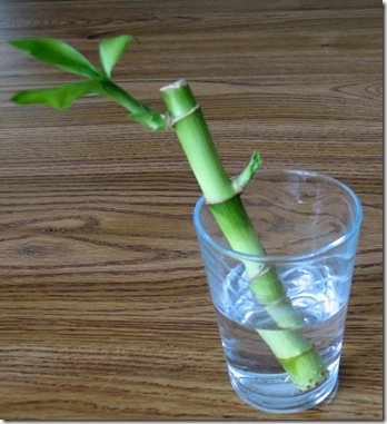4-24 Lucky Bamboo